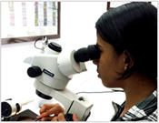 Diploma in Gemology